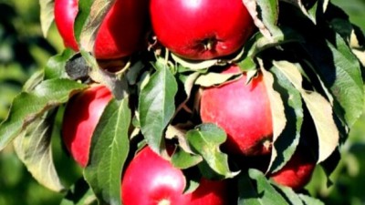 🍎 탐나는 가격! 기둥사과 후기와 꿀팁 대방출!